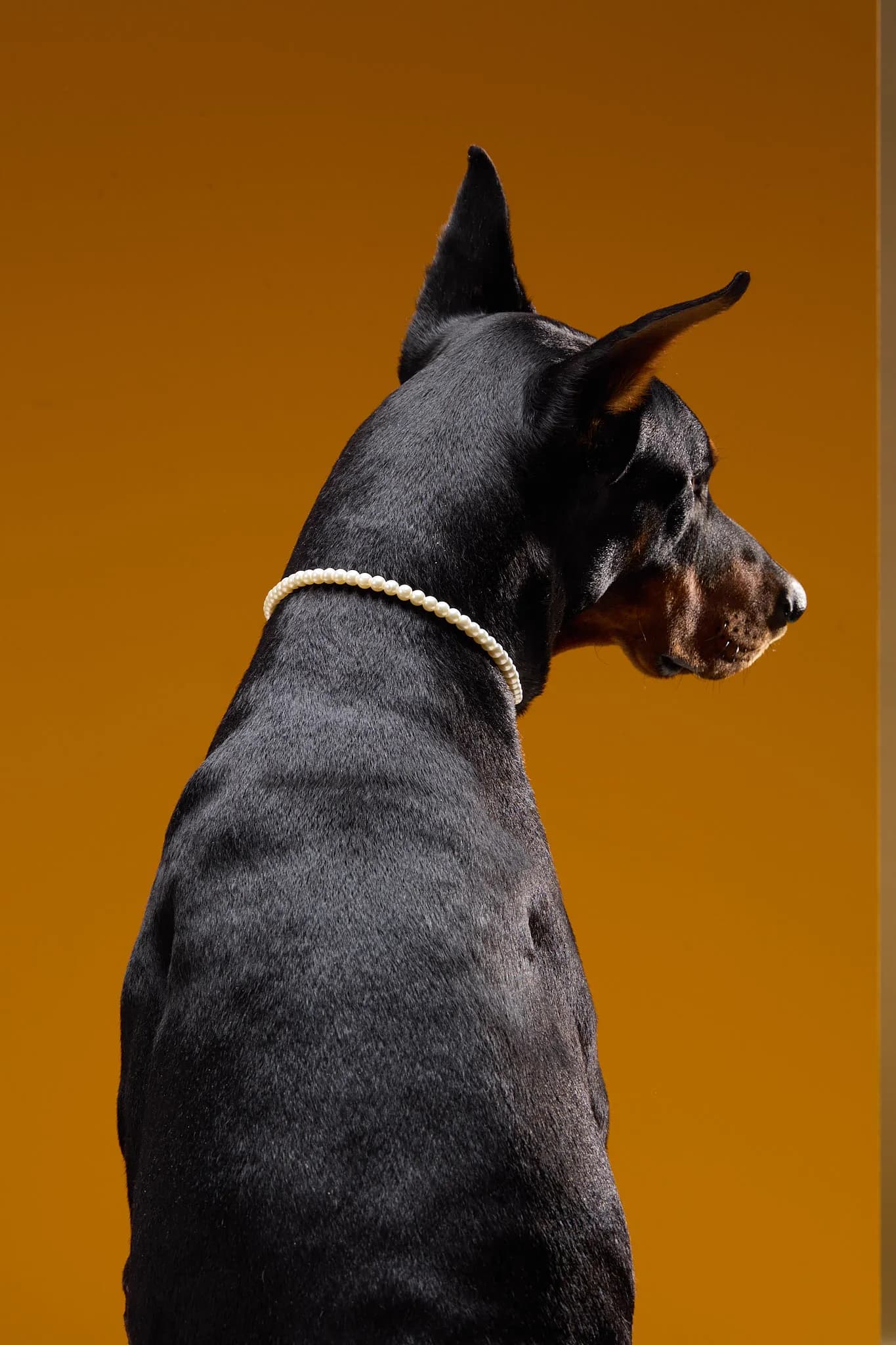 Un dóberman de espaldas sobre fondo ámbar, retrato de estudio del libro WOOF