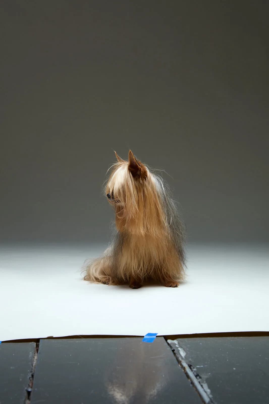 Un yorkshire de pelo largo espera sentado, de perfil, en un estudio fotográfico