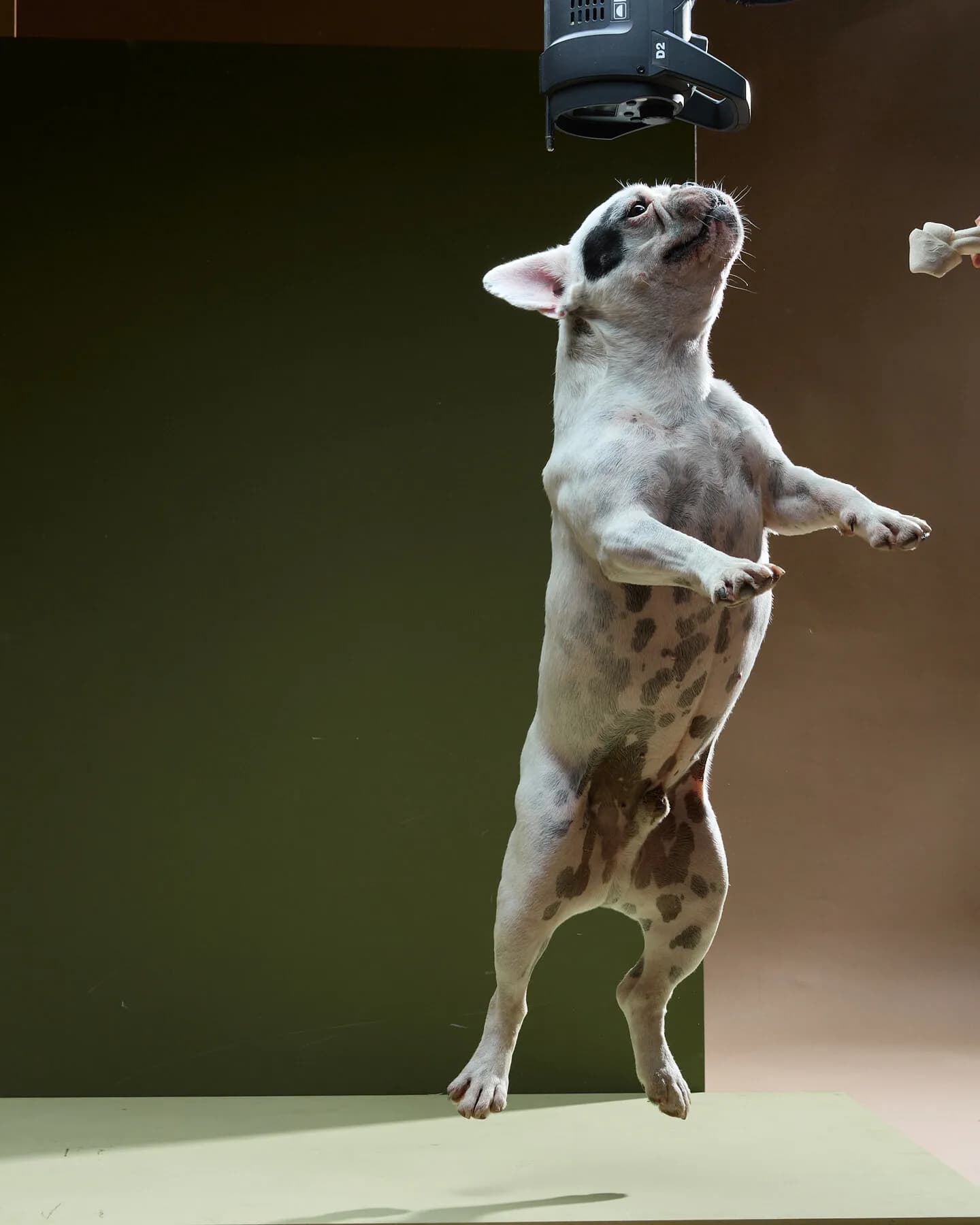 Un bulldog francés salta en el aire tras un premio, fotografiado en pleno vuelo