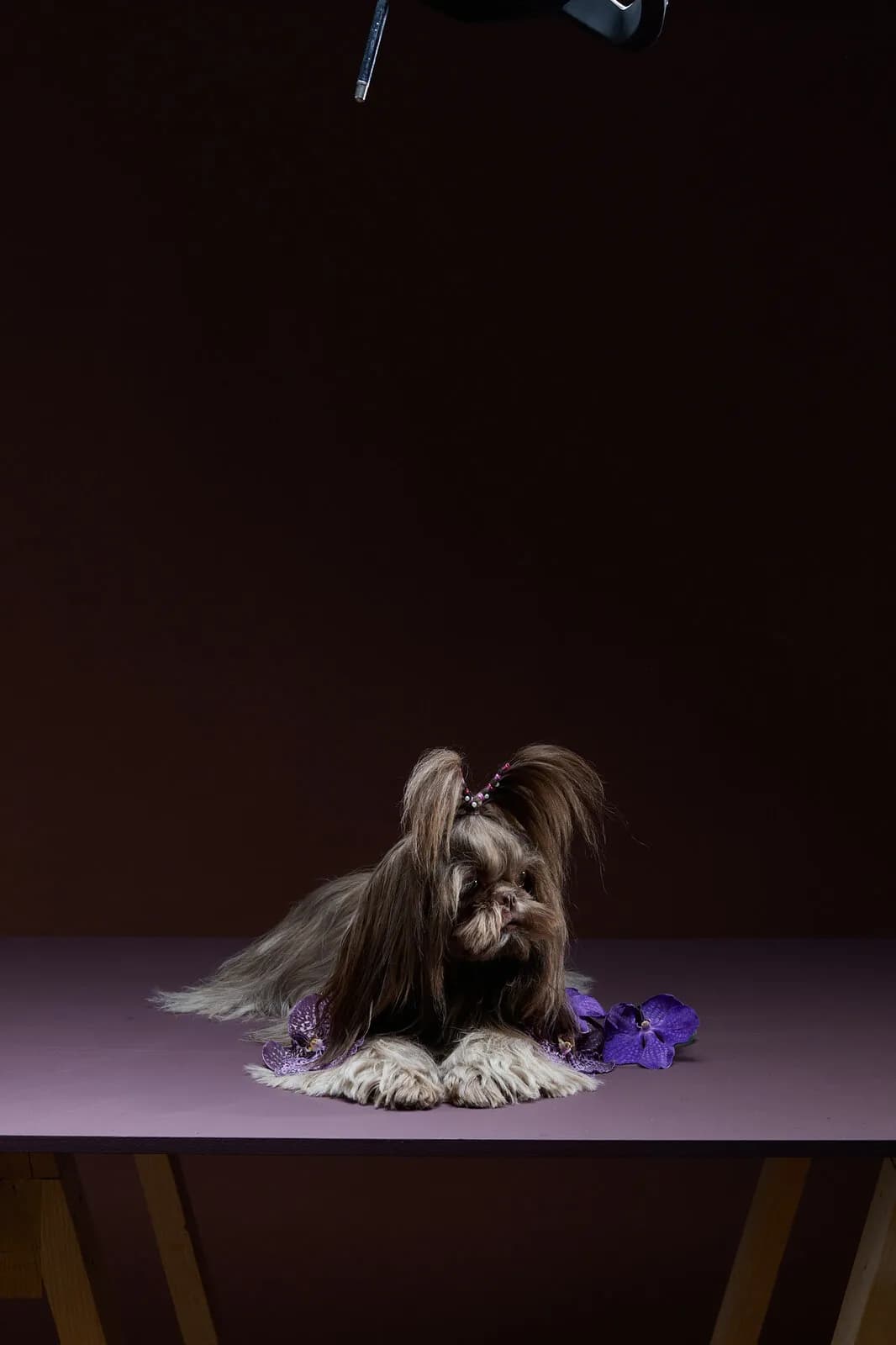 Un shih tzu descansa entre violetas sobre un fondo ciruela, retrato del libro WOOF