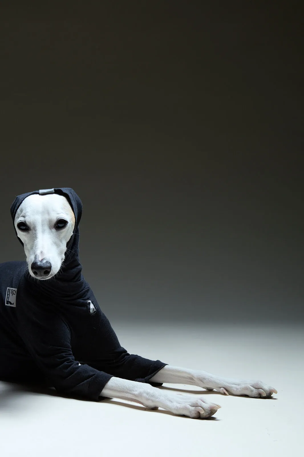 Un galgo italiano posa en sudadera negra con capucha, retrato de estudio