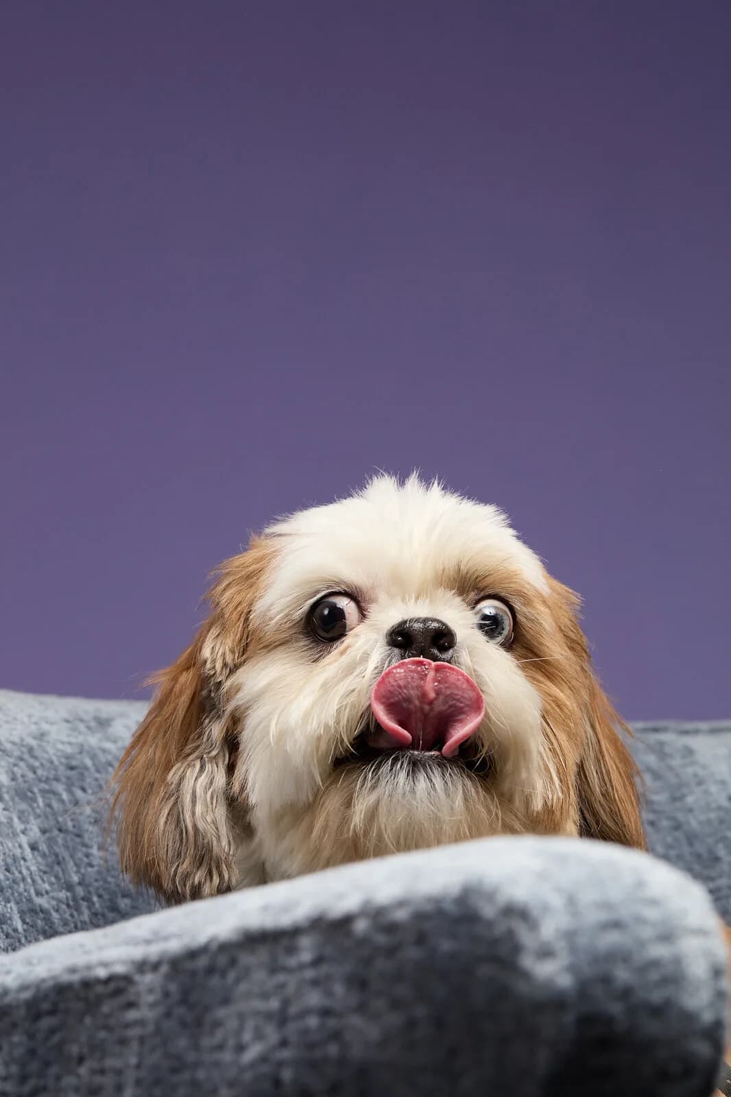 Un shih tzu se relame en un sillón gris, sobre un fondo morado