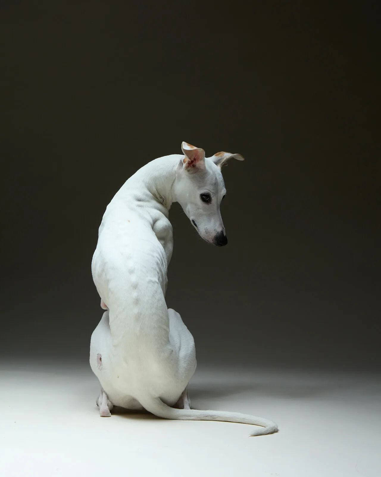 Un whippet blanco sentado gira la cabeza para mirar hacia atrás