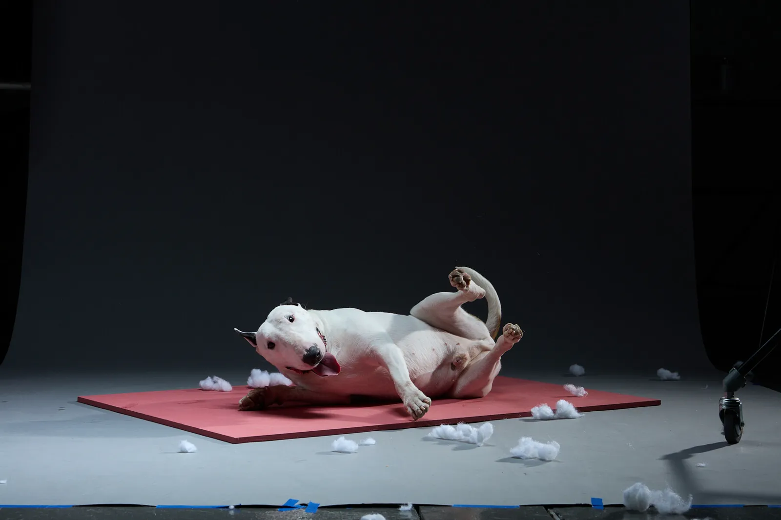 Un bull terrier panza arriba sobre un tapete rosa, entre el relleno de un cojín destrozado